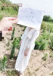 重磅推薦！淫盪肥臀人妻母狗【見過騷的 沒見過這么騷的】喜歡戶外露出，喜歡被很多男人操
