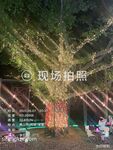 推特露出女神『Mingo愛露出』廣州高顏值人妻母狗露出啪啪私拍流出 大膽刺激 高清